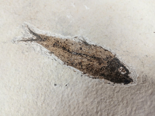 Fossil Fish, knightia fresh water herring