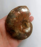 Ammonite fossil - opalized