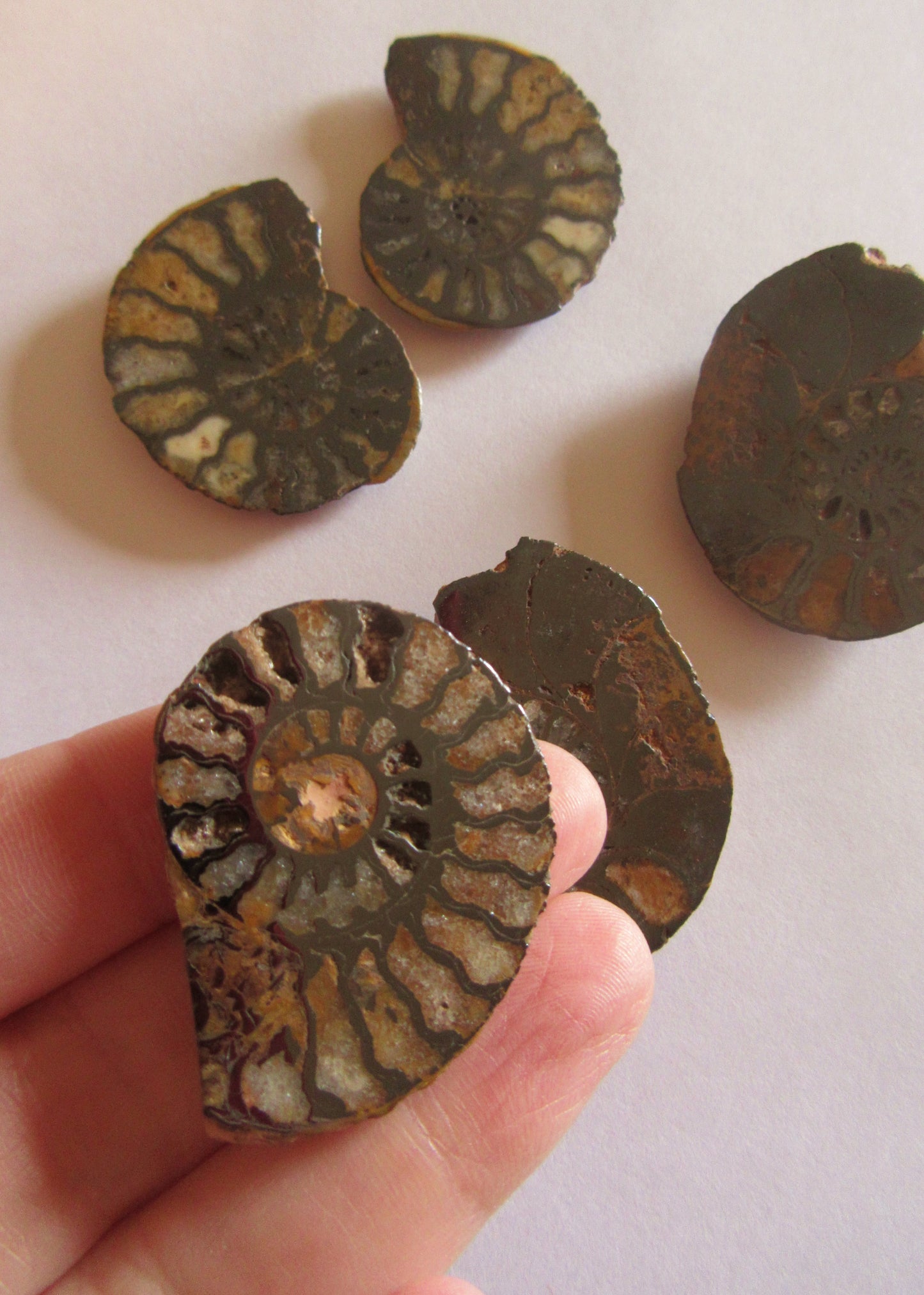 Ammonites, Pyritized