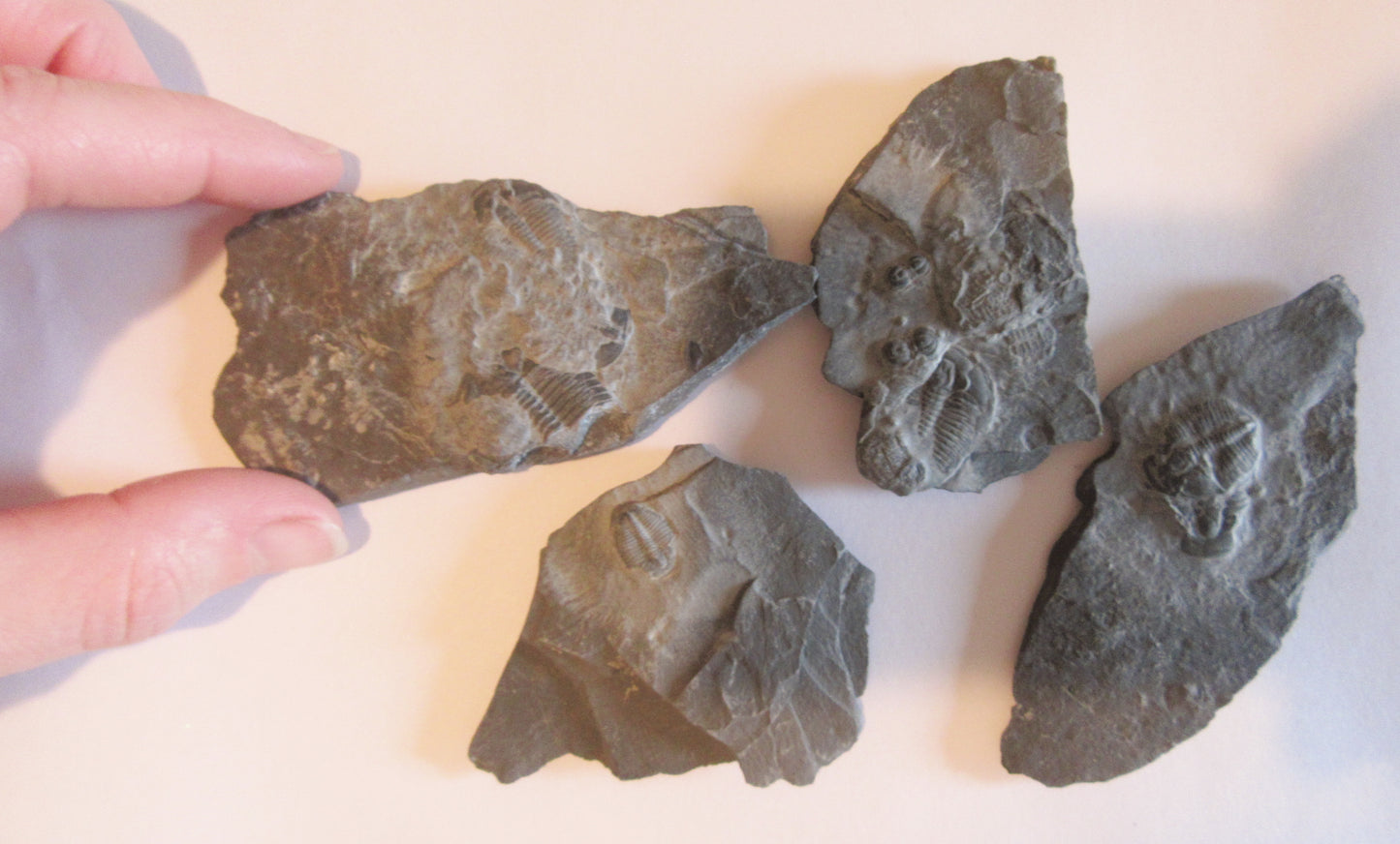 Trilobite Fossil in Shale