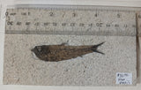 Fossil Fish, knightia fresh water herring