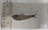 Fossil Fish, knightia fresh water herring