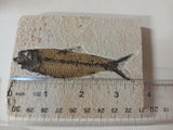 Fossil Fish, knightia fresh water herring