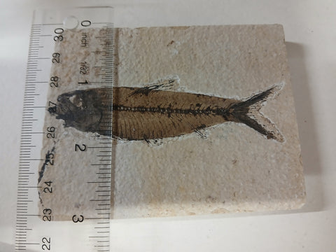 Fossil Fish, knightia fresh water herring
