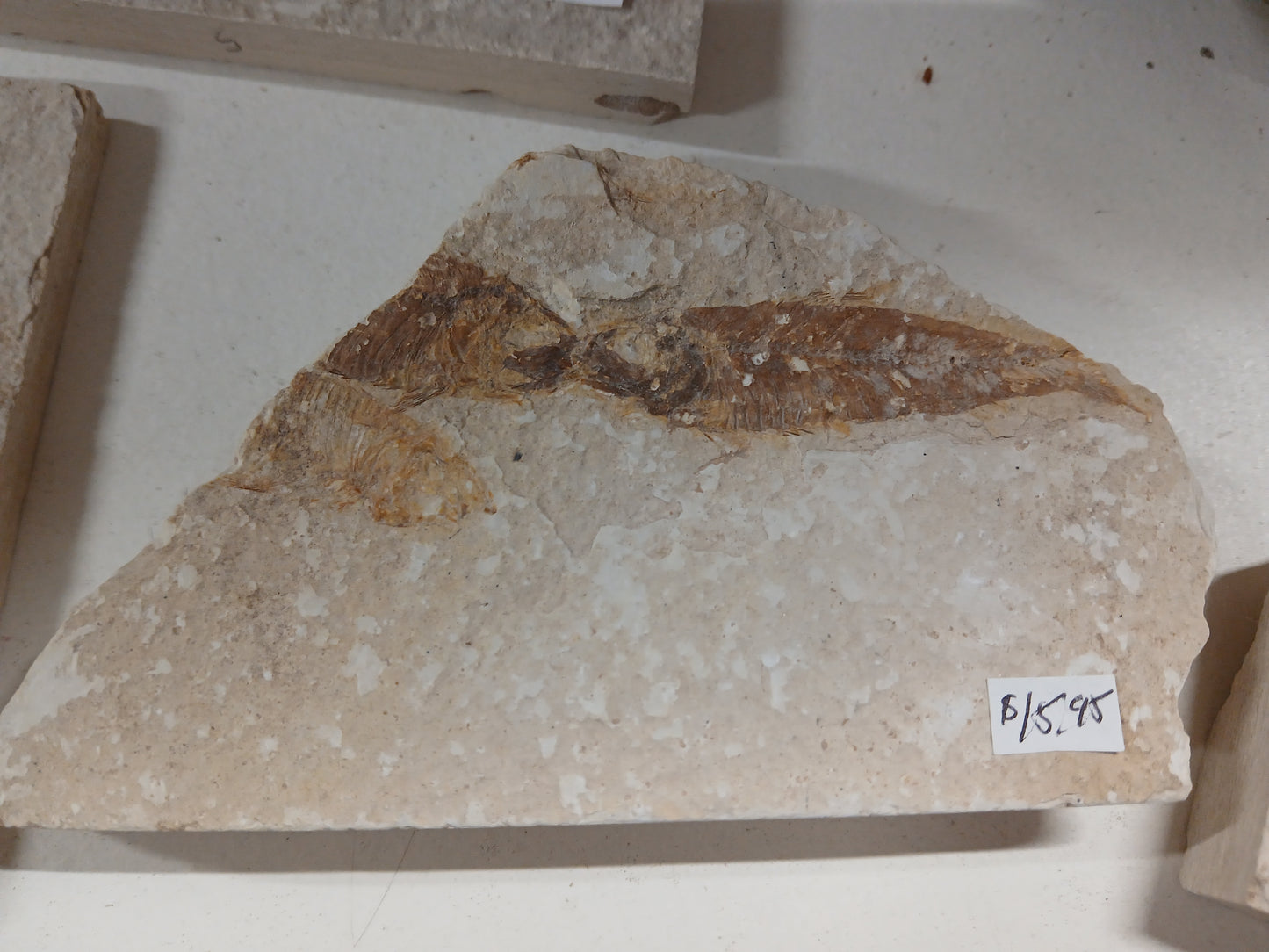 Fossil Fish, knightia fresh water herring