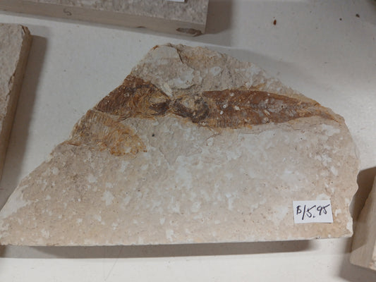 Fossil Fish, knightia fresh water herring