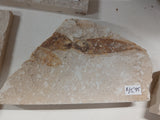 Fossil Fish, knightia fresh water herring