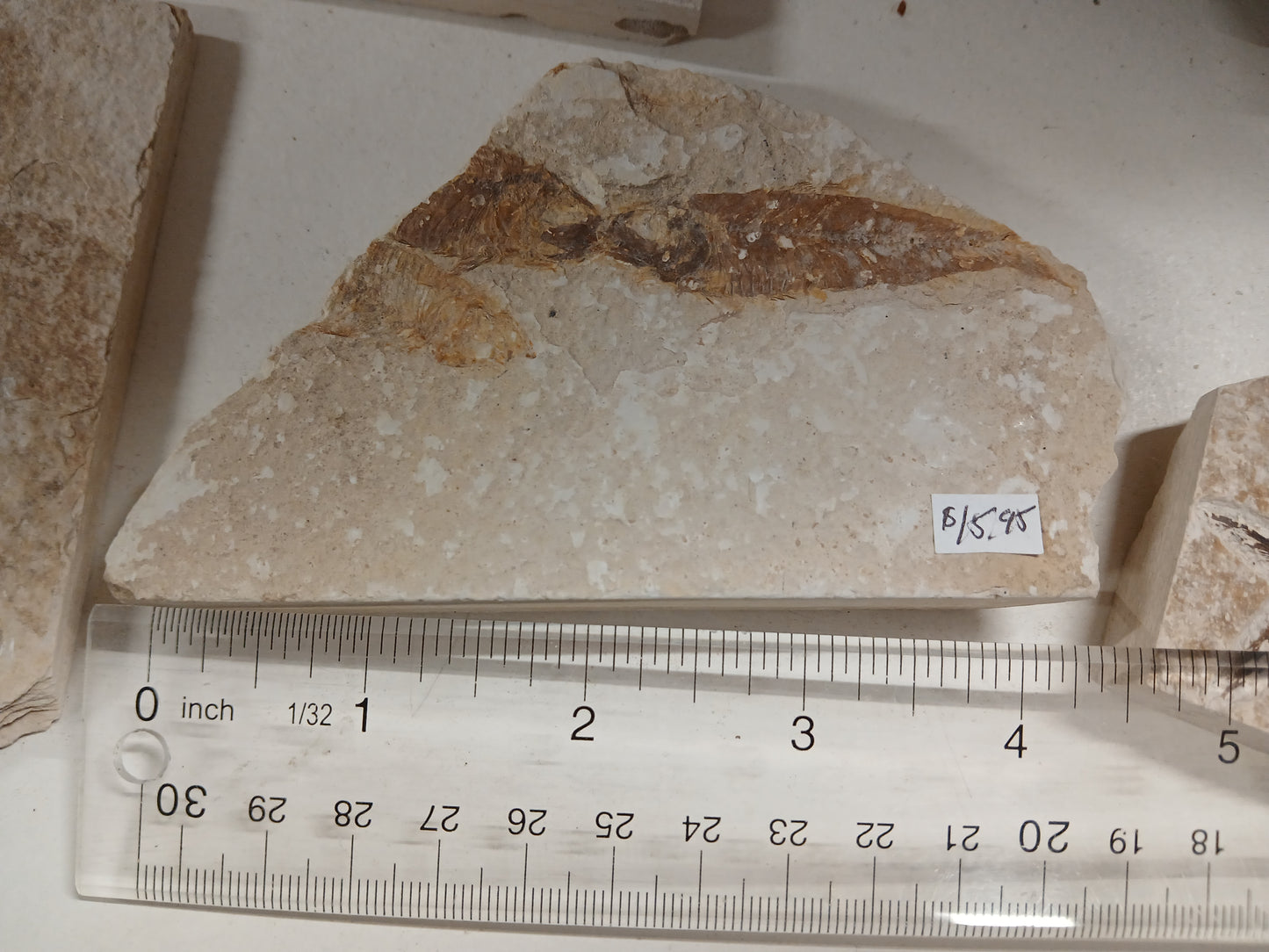 Fossil Fish, knightia fresh water herring