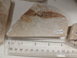 Fossil Fish, knightia fresh water herring