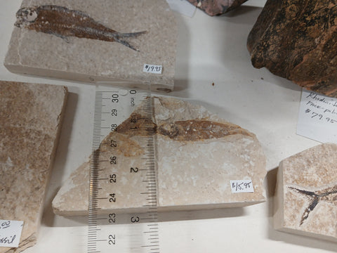 Fossil Fish, knightia fresh water herring