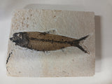 Fossil Fish, knightia fresh water herring