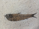 Fossil Fish, knightia fresh water herring