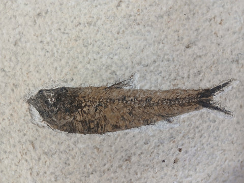 Fossil Fish, knightia fresh water herring