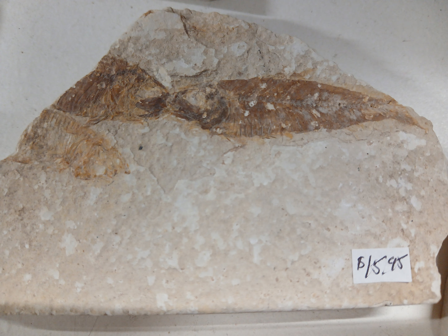 Fossil Fish, knightia fresh water herring