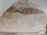 Fossil Fish, knightia fresh water herring