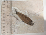 Fossil Fish, knightia fresh water herring