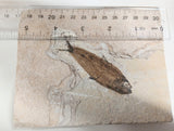 Fossil Fish, knightia fresh water herring