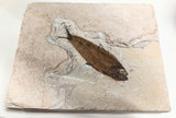 Fossil Fish, knightia fresh water herring