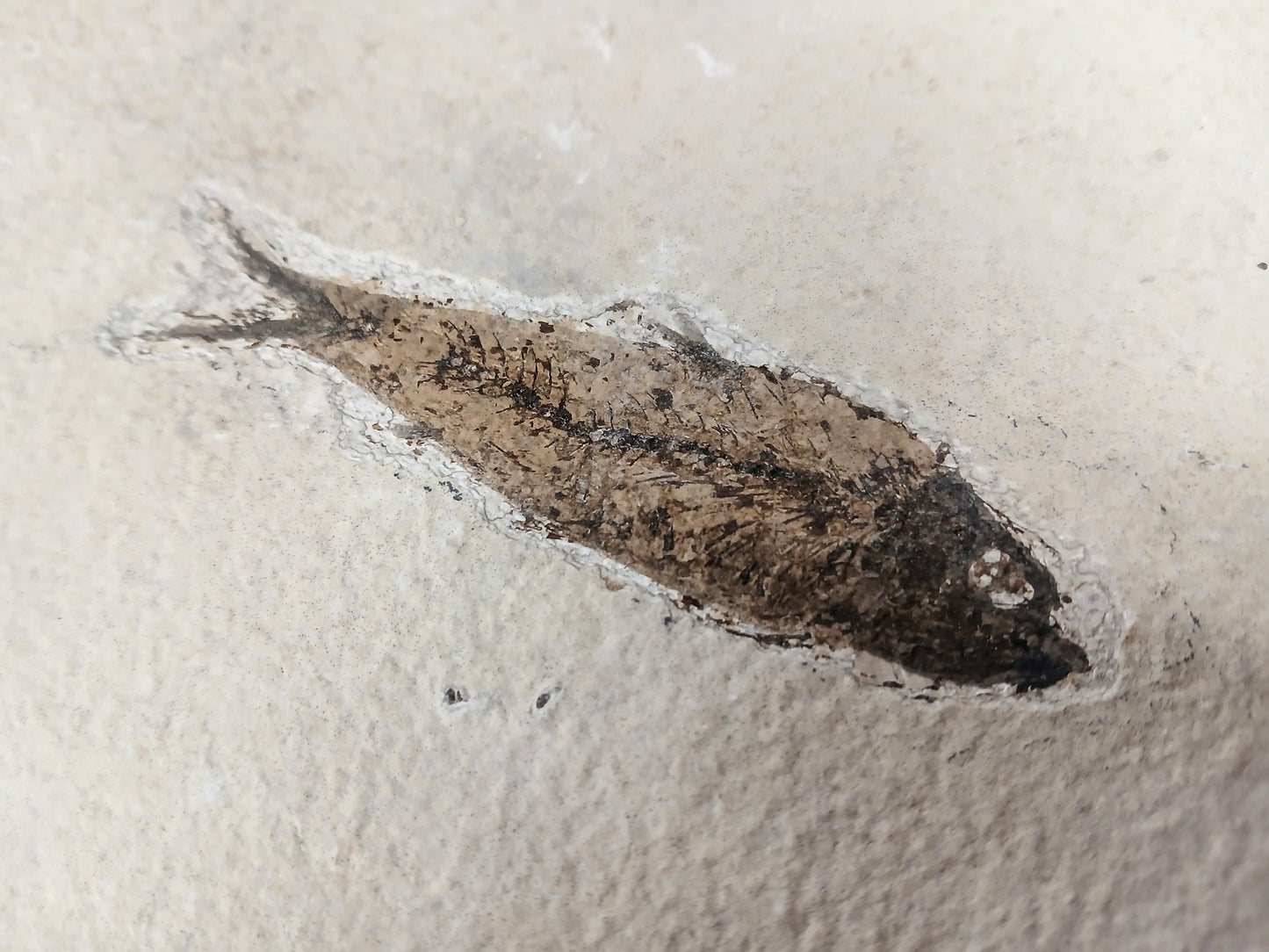 Fossil Fish, knightia fresh water herring