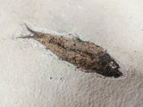 Fossil Fish, knightia fresh water herring