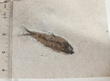 Fossil Fish, knightia fresh water herring