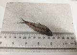 Fossil Fish, knightia fresh water herring
