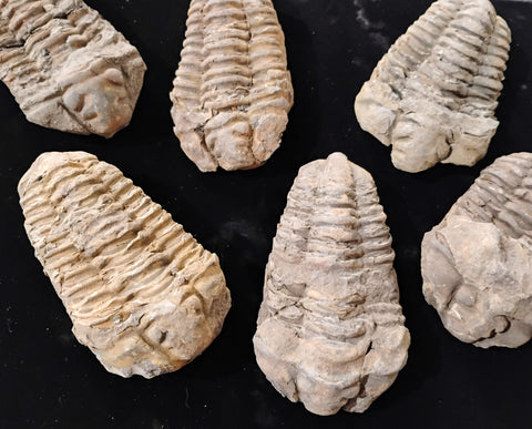 Fossil Trilobite