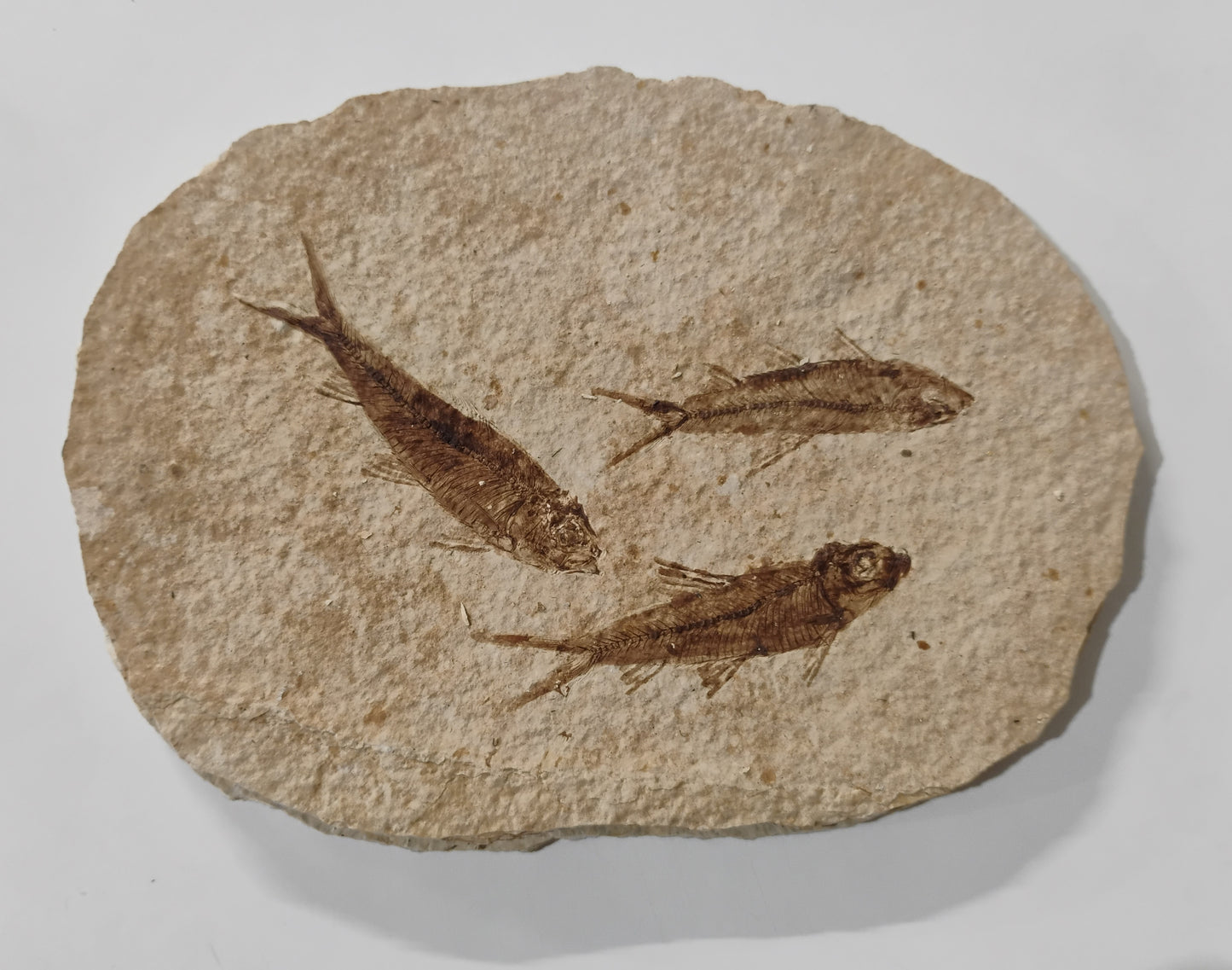 Fossil Fish, knightia fresh water herring