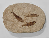 Fossil Fish, knightia fresh water herring