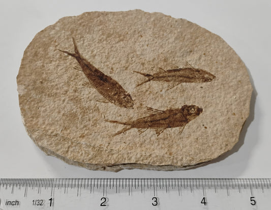 Fossil Fish, knightia fresh water herring