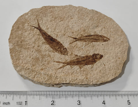 Fossil Fish, knightia fresh water herring