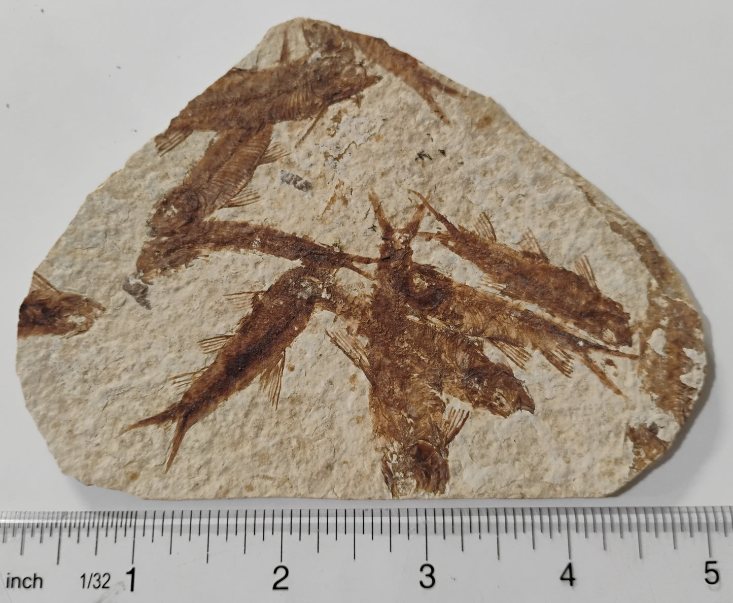 Fossil Fish, knightia fresh water herring