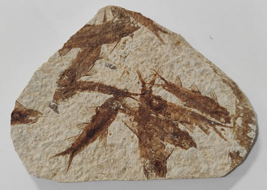 Fossil Fish, knightia fresh water herring