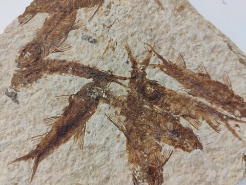 Fossil Fish, knightia fresh water herring