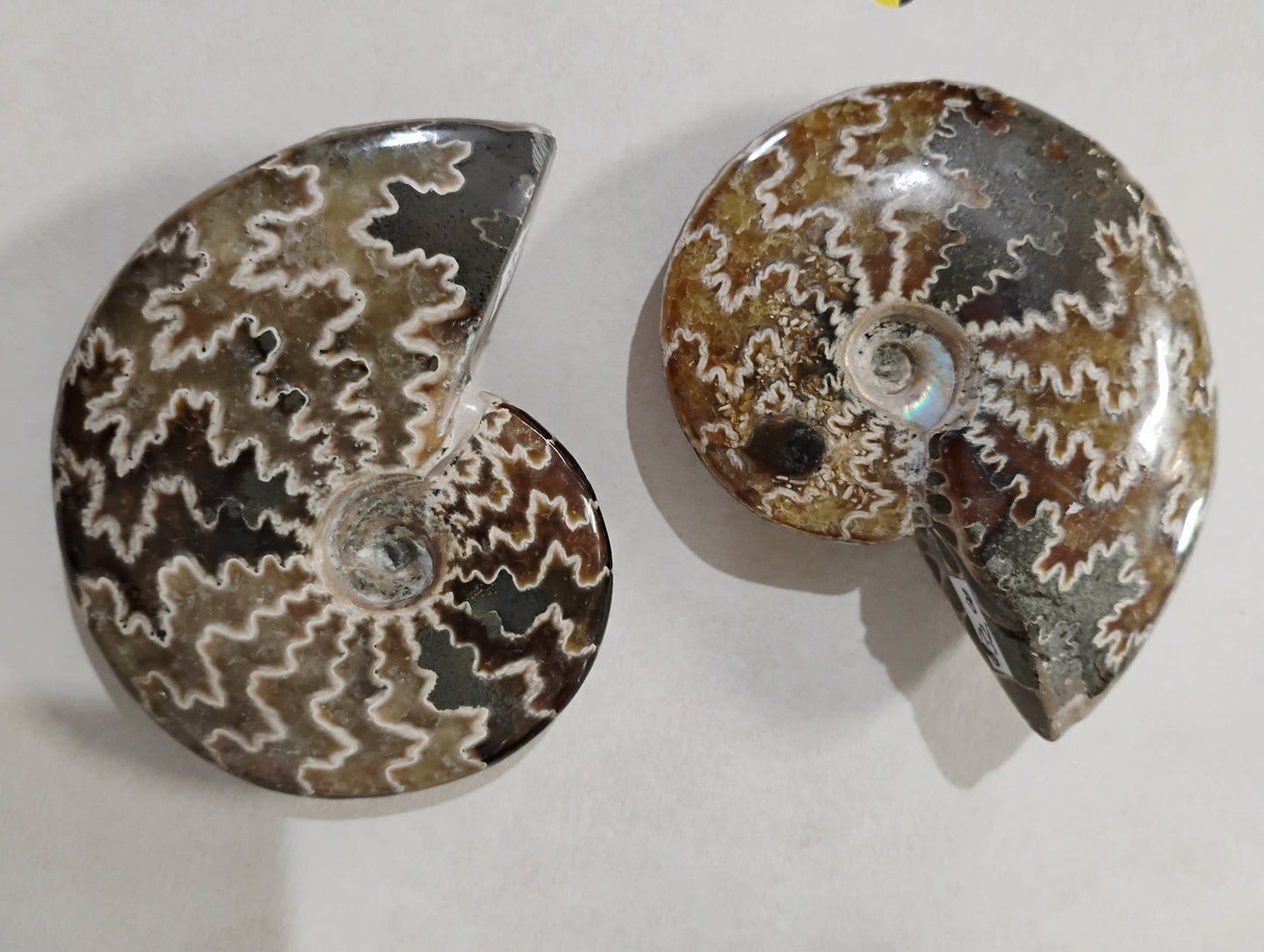 Ammonite fossils