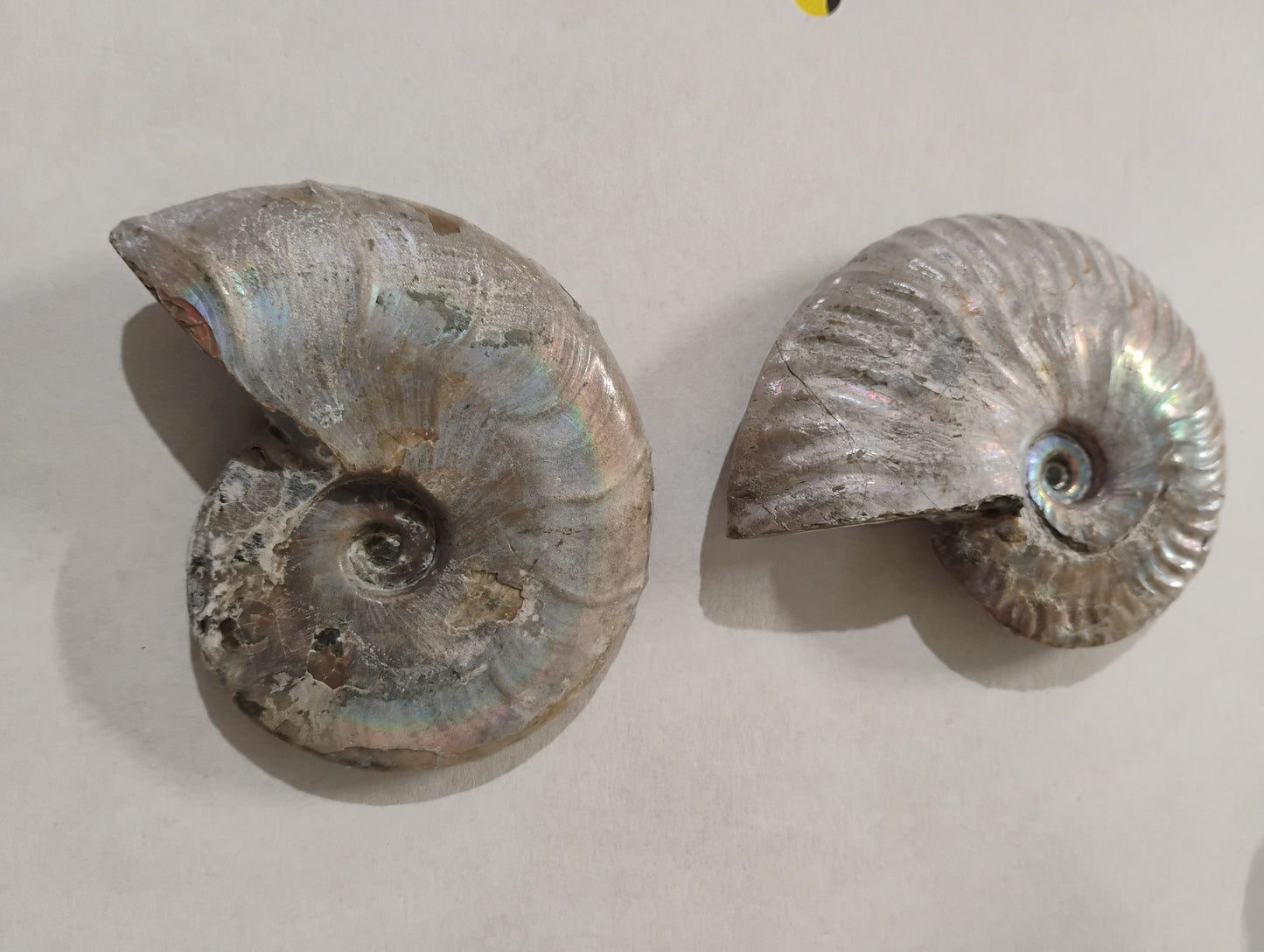 Ammonite fossils