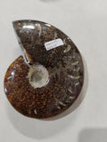 Ammonite fossil