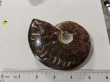 Ammonite fossil
