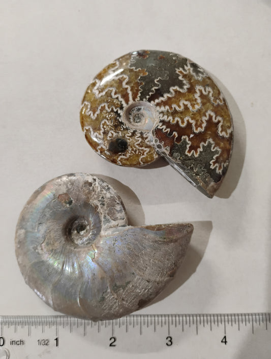 Ammonite fossils