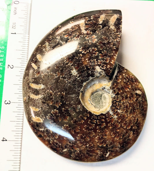 Ammonite fossil