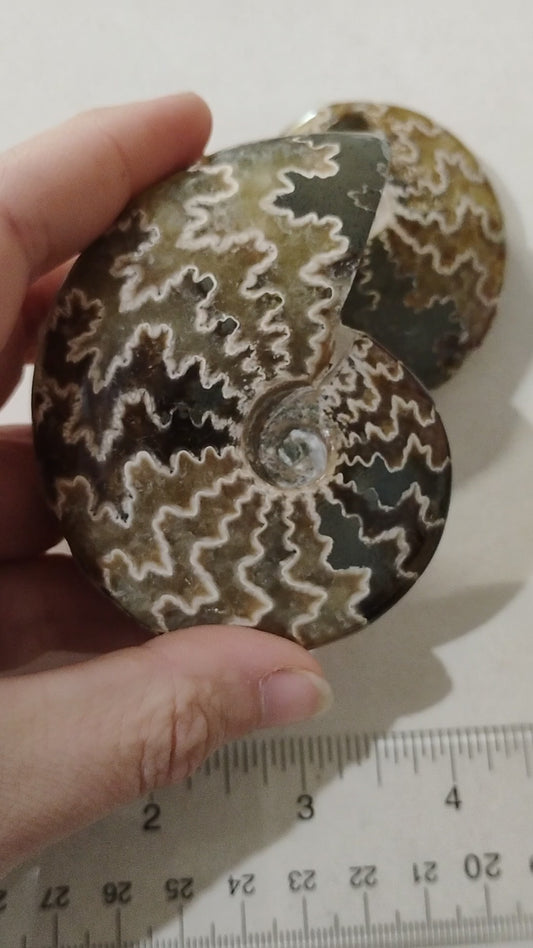 Ammonite fossils