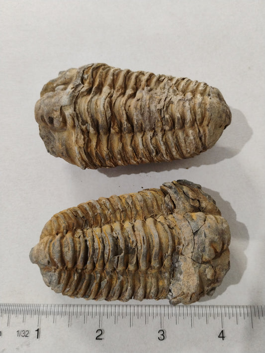Fossil Trilobite