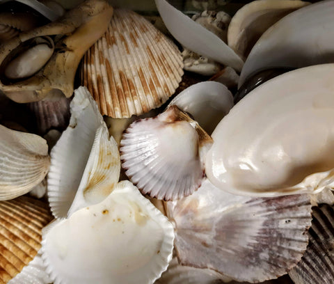 Shells - Variety