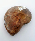 Ammonite fossil - opalized