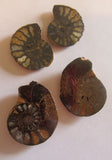 Ammonite Pairs, Pyritized
