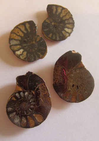 Ammonite Pairs, Pyritized