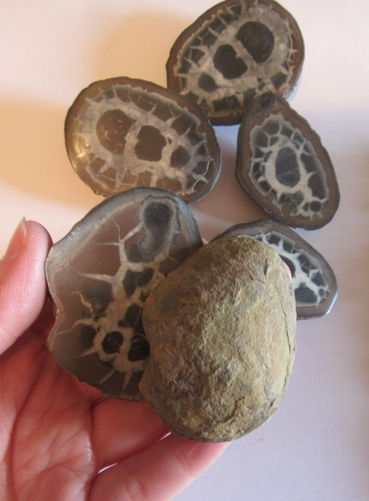 Septaria Geode Geode - Septarian Nodule – Gary's Rock Shop