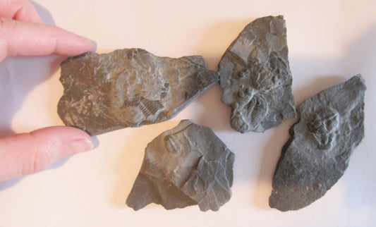 Trilobite Fossil in Shale