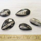 Small Orthoceres Fossils
