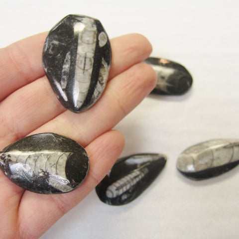 Small Orthoceres Fossils